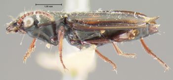 Media type: image;   Entomology 16298 Aspect: habitus lateral view